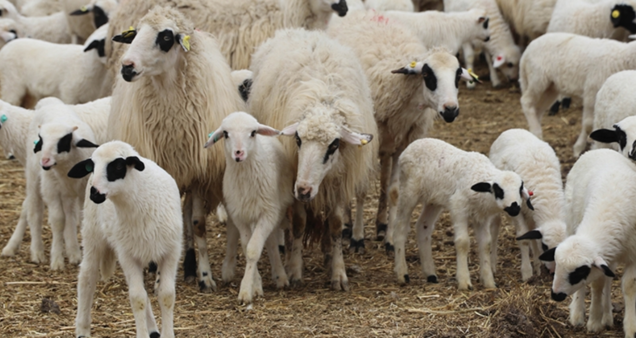 erzincanda kaybolan 300 koyun iha destegi ile bulundu 6czvtNY1