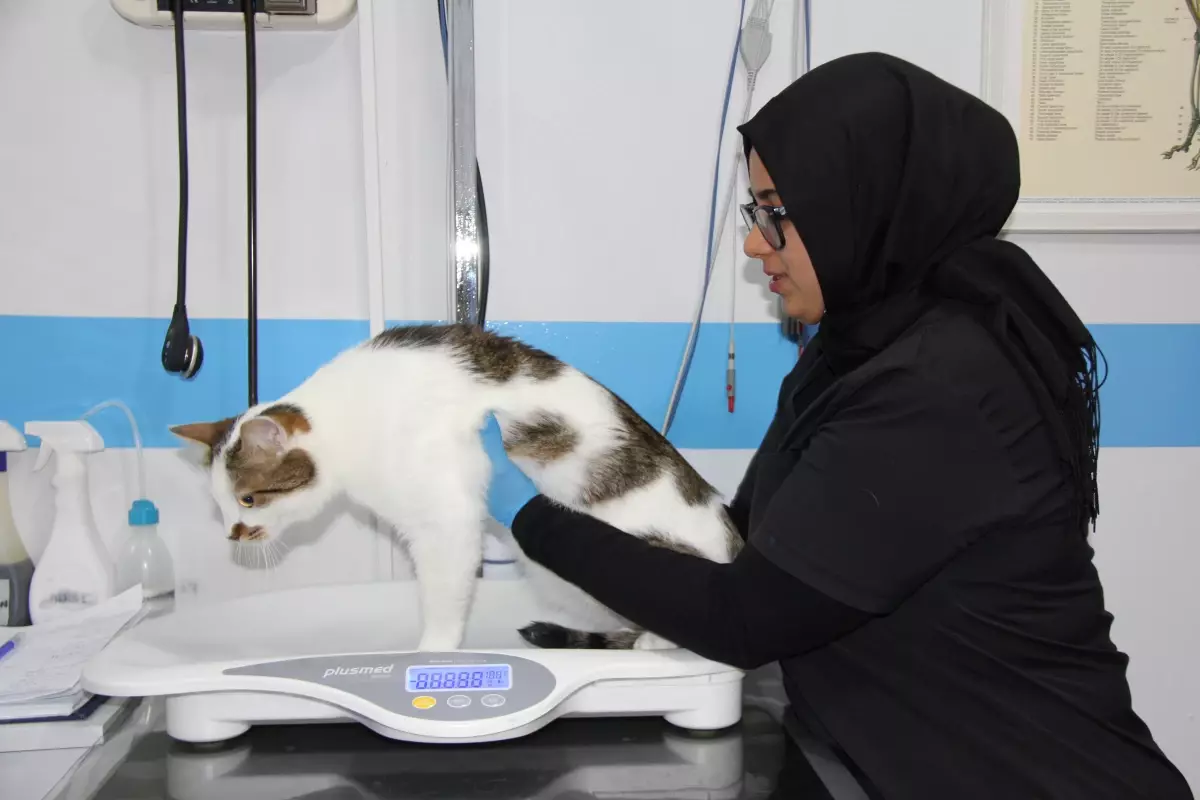 kedilere antidepresan tedavisi rXcdHGmk