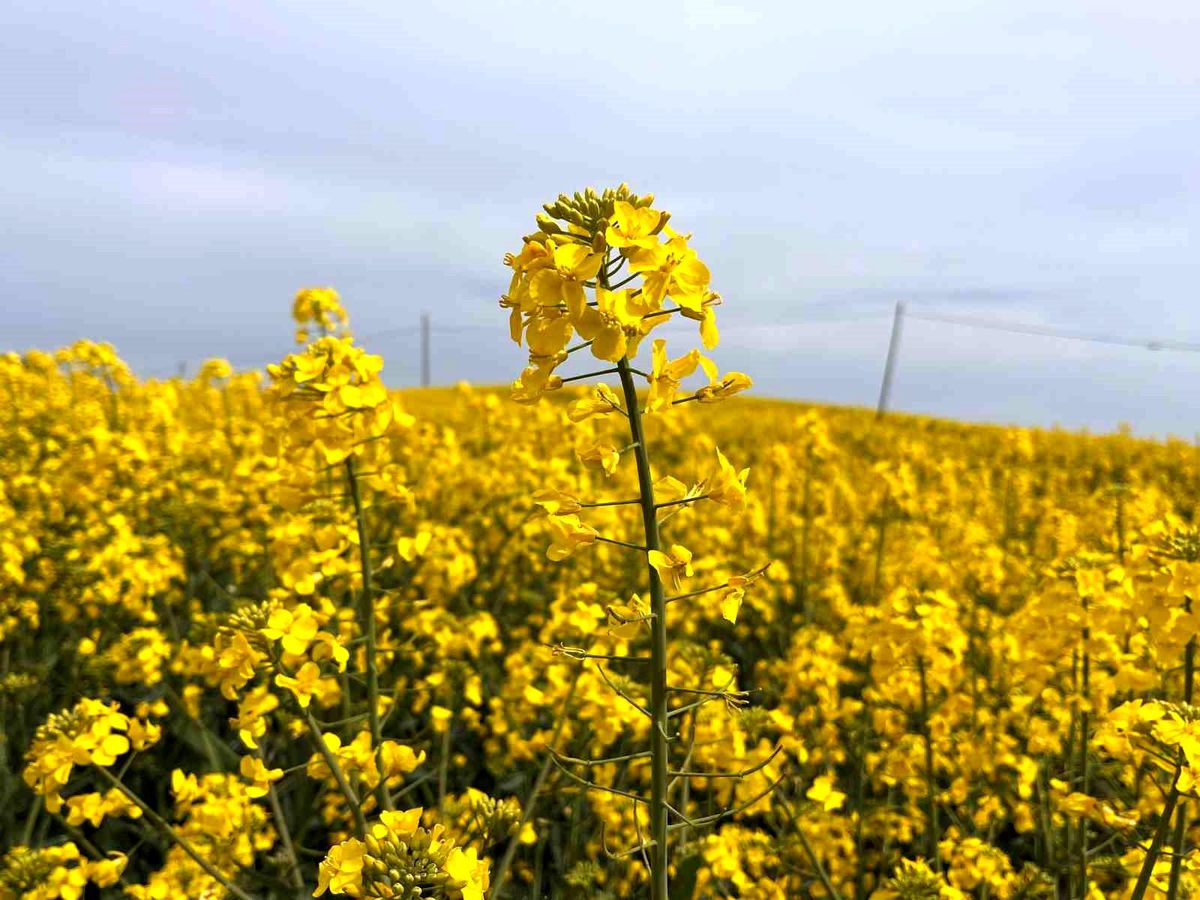 Hayrabolu’da Kanola Tarlaları Renk Cümbüşü Yaratıyor