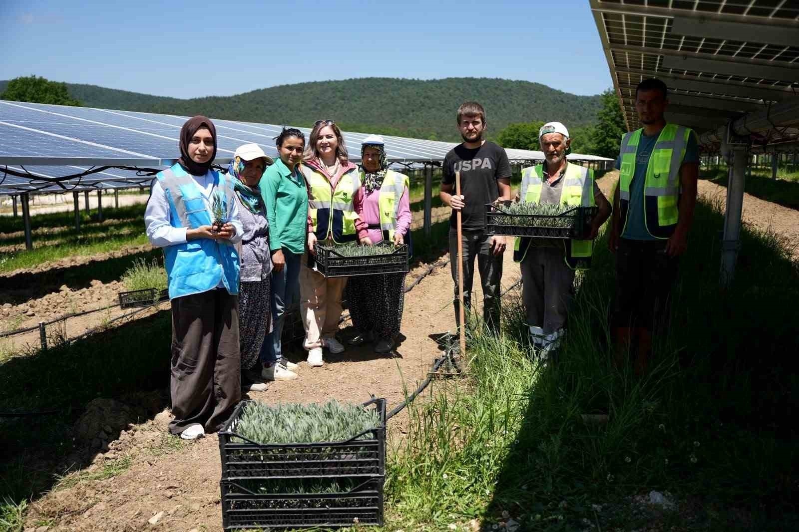 Samsun’da Güneş Enerjisi ile Tarımsal Üretim Uygulamaları